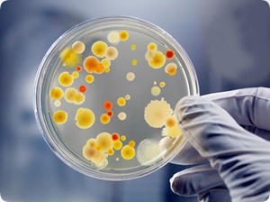 Staph germs growing in a petri dish