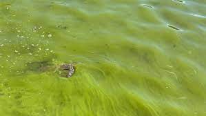 Toxic Algae Located in Virginia Lake